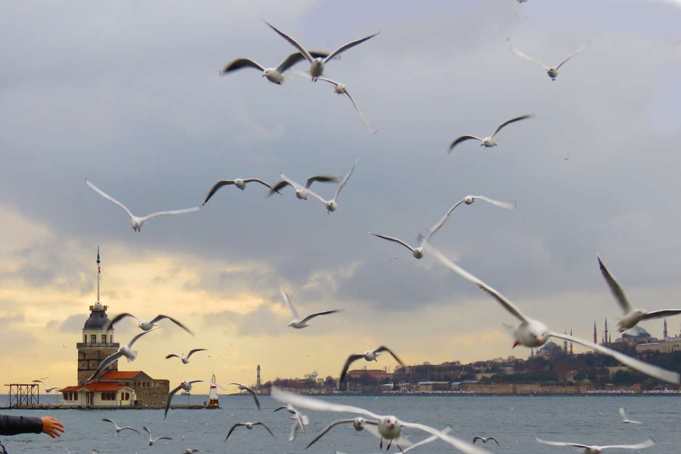 İstanbul'da martıların görsel şöleni